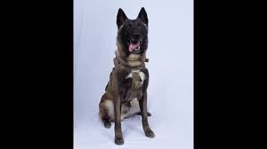 K9Baghdad