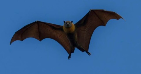 Bats and Sugar: Nature's Sweet Solution to Survival