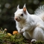 White Squirrel Weekend, May 24th-26th Brevard