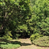 Forest Bathing at the NC Arboretum!