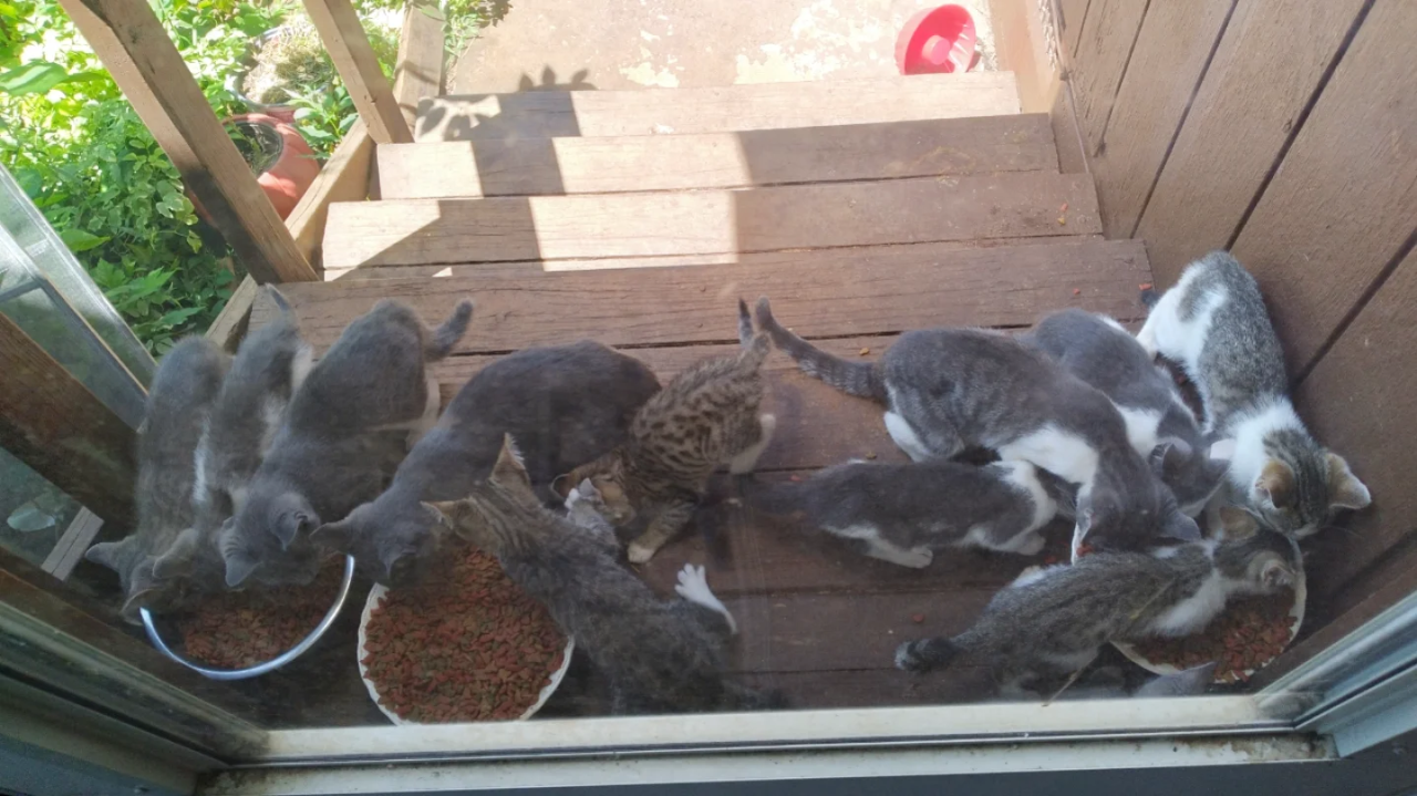 Kittenssisterkittensjuly.webp